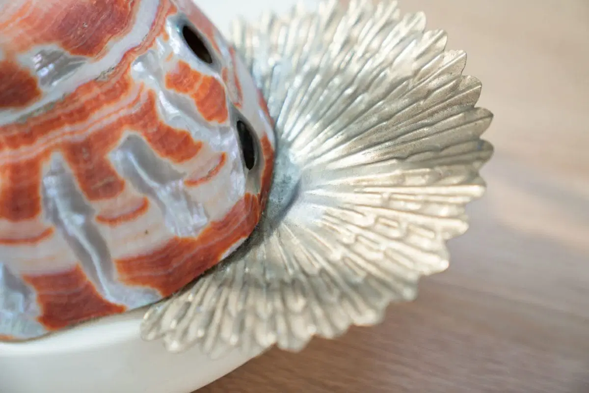 Stravagante Lampada da tavolo, Cigno, realizzata in acciaio ed in rare conchiglie Nautilus, da Antonio Pavia 1970 - immagine 3