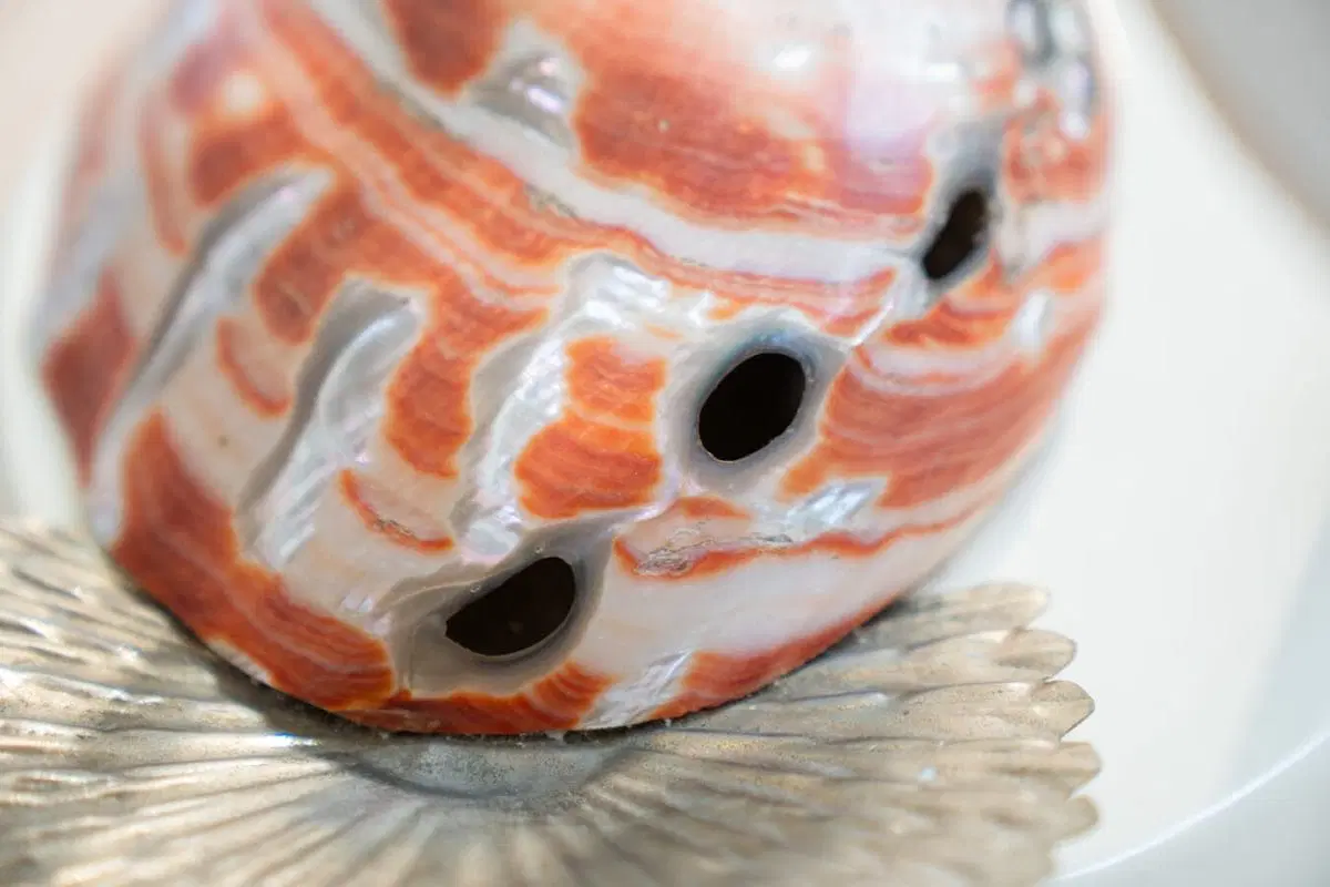 Stravagante Lampada da tavolo, Cigno, realizzata in acciaio ed in rare conchiglie Nautilus, da Antonio Pavia 1970 - immagine 7